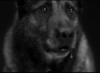 dog1